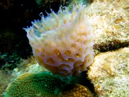 Azure Vase Sponge IMG 7046